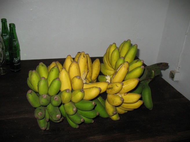 Die geschenkte Bananenstaude